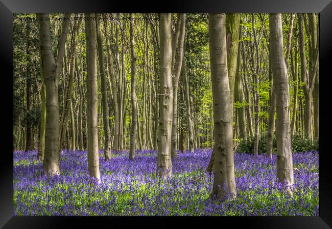 Hertfordshire Bluebell wood Framed Print by Jo Sowden