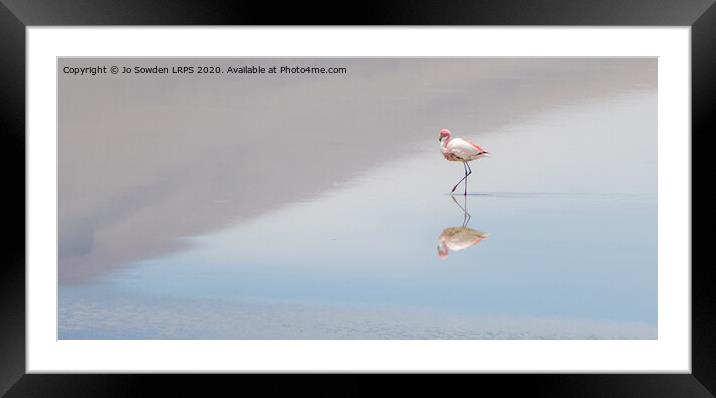 Serene  Flamingo Framed Mounted Print by Jo Sowden