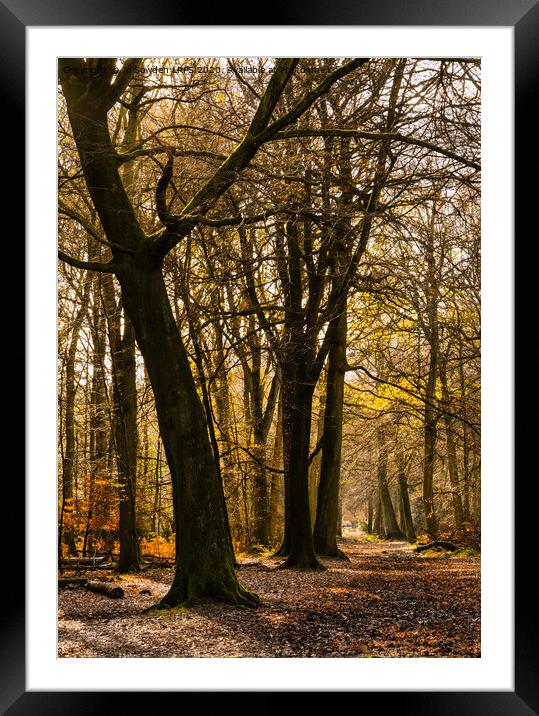  Autumn colours,  Ashridge Framed Mounted Print by Jo Sowden