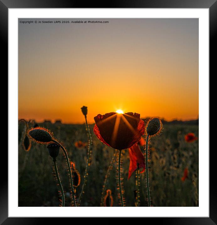 Poppy at Sunset Framed Mounted Print by Jo Sowden
