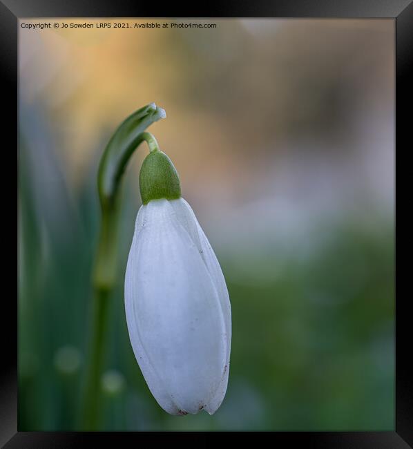 Single Snow drop Framed Print by Jo Sowden