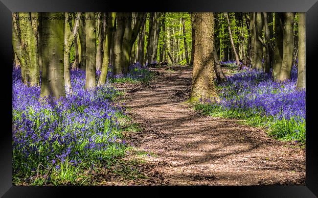 Dappled path through the bluebells Framed Print by Jo Sowden