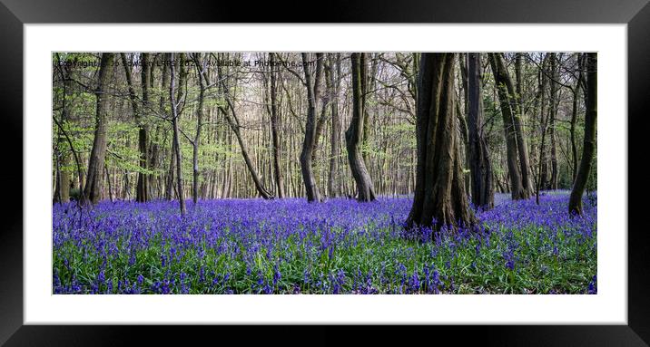 Bluebells in Spring Framed Mounted Print by Jo Sowden