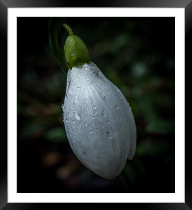 Snowdrop bud after rain  Framed Mounted Print by Jo Sowden