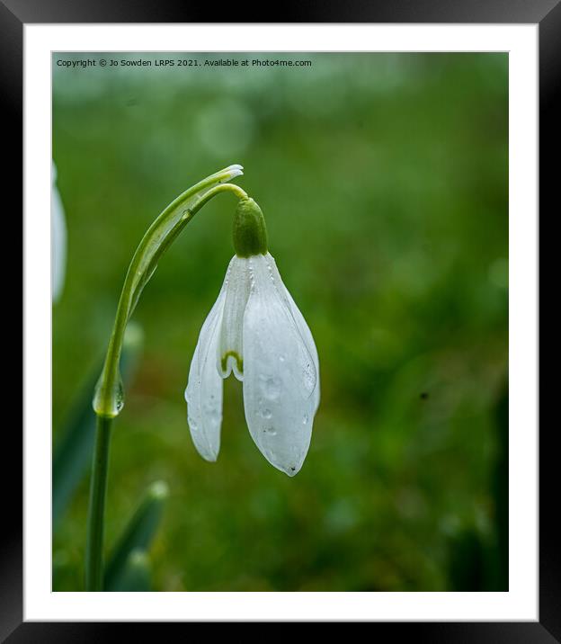 snowdrop Framed Mounted Print by Jo Sowden