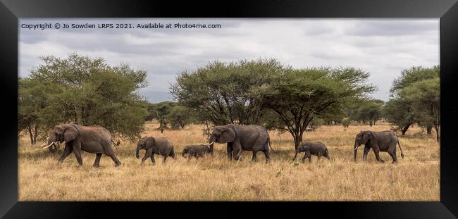 Follow the leader Framed Print by Jo Sowden