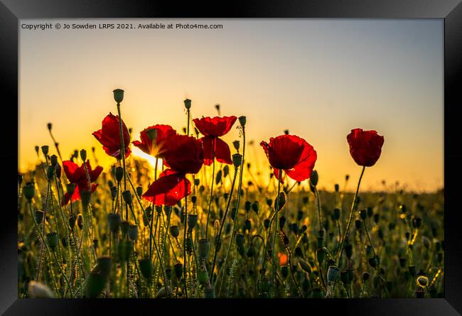 Poppies at Sunset Framed Print by Jo Sowden