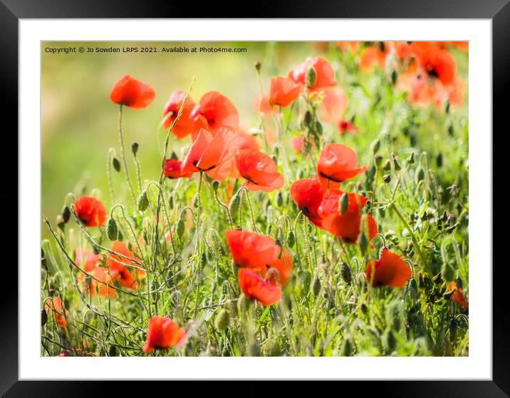 Poppies blowing in the wind Framed Mounted Print by Jo Sowden