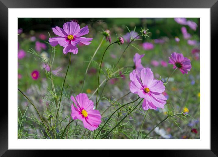 Pink Wild Flowers Framed Mounted Print by Jo Sowden