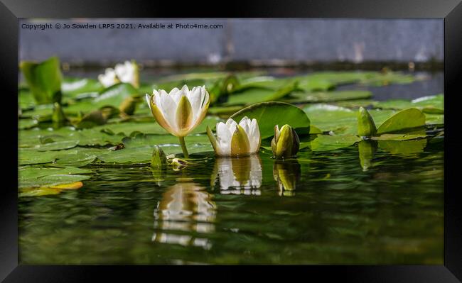 Water lily reflections Framed Print by Jo Sowden