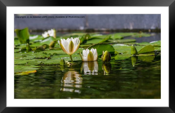 Water lily reflections Framed Mounted Print by Jo Sowden