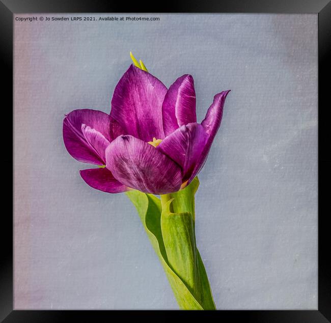 Purple Tulip Framed Print by Jo Sowden