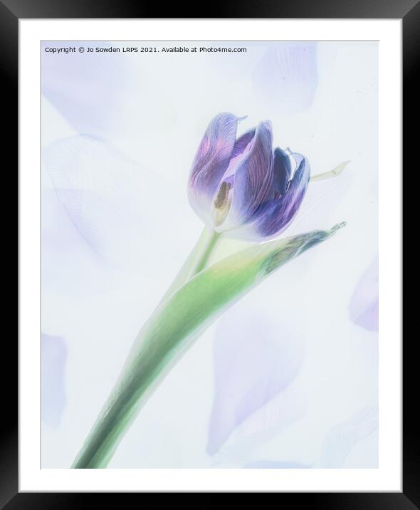 A single tulip Framed Mounted Print by Jo Sowden