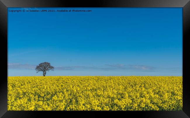 Rapeseed in the sun Framed Print by Jo Sowden