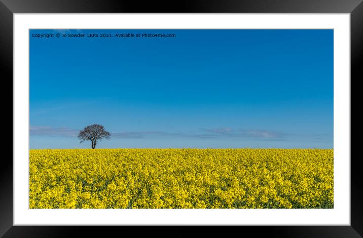 Rapeseed in the sun Framed Mounted Print by Jo Sowden