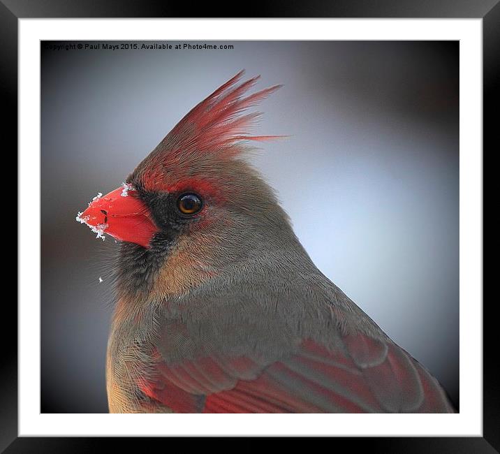  Female Northern Cardinal Framed Mounted Print by Paul Mays