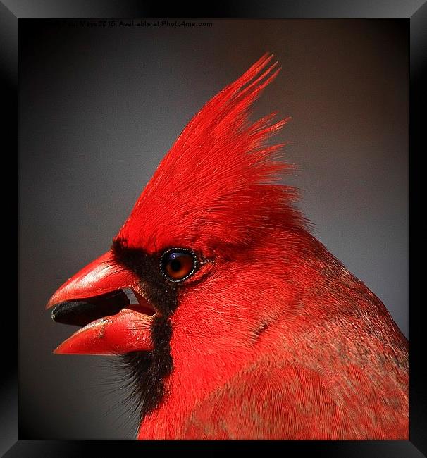  Portrait of a Male Northern Cardinal  Framed Print by Paul Mays