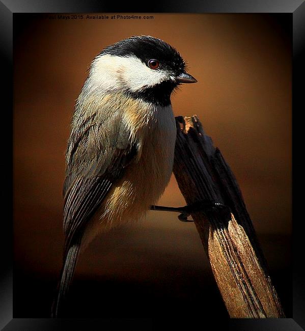  Black Capped Chickadee Framed Print by Paul Mays