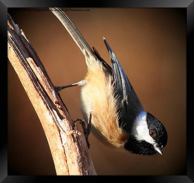 Black Capped Chickadee Framed Print by Paul Mays