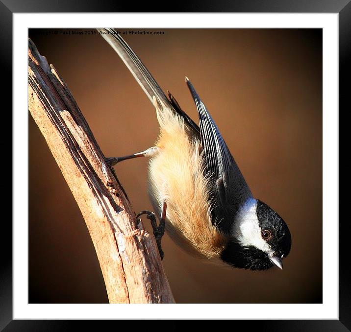 Black Capped Chickadee Framed Mounted Print by Paul Mays