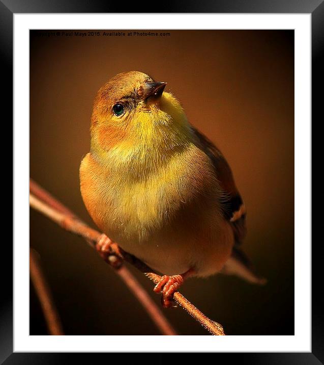  American Gold Finch Framed Mounted Print by Paul Mays