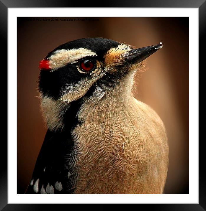 Male Downey Woodpecker Framed Mounted Print by Paul Mays
