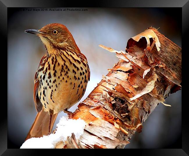   Brown Thrasher   Framed Print by Paul Mays