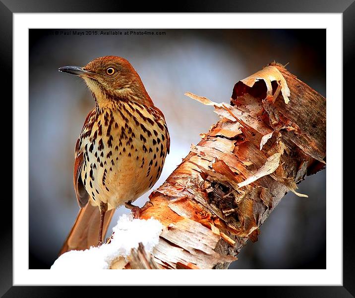   Brown Thrasher   Framed Mounted Print by Paul Mays