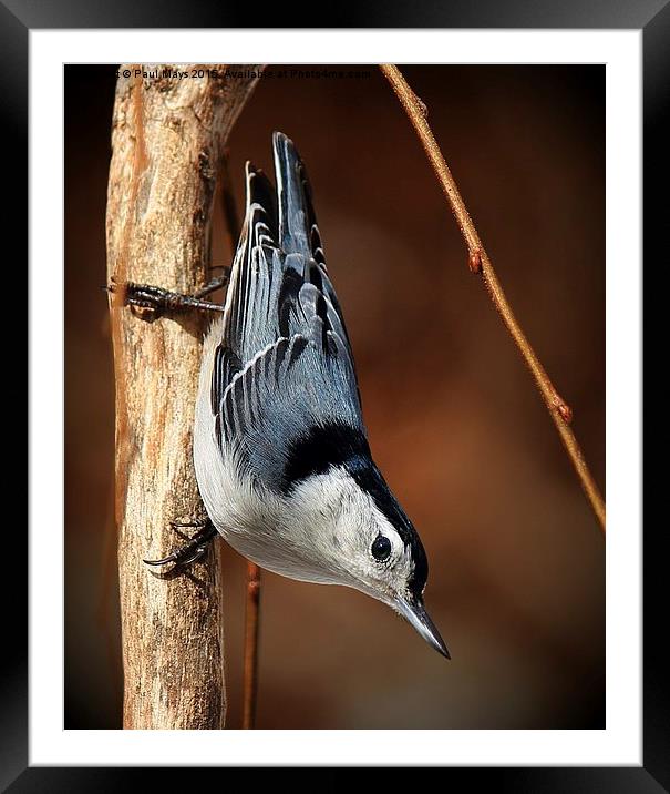  White Bellied Nuthatch Framed Mounted Print by Paul Mays