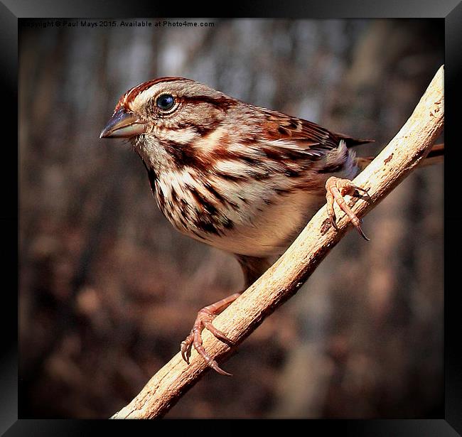  Song Sparrow  Framed Print by Paul Mays