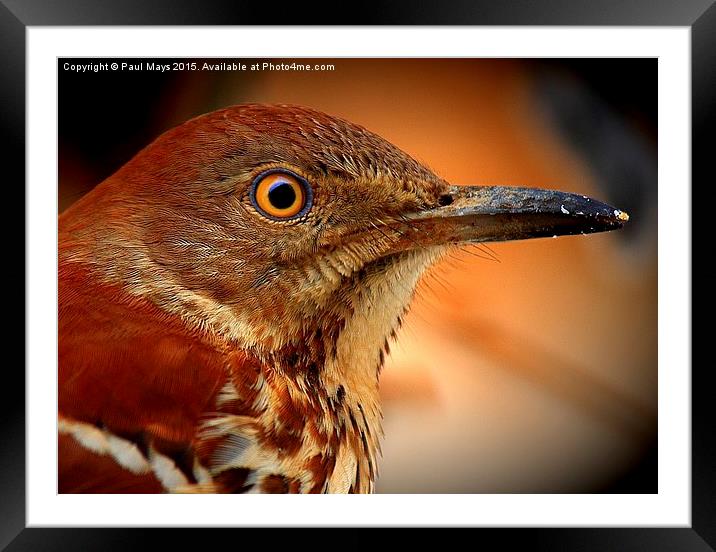 Brown Thrasher Framed Mounted Print by Paul Mays