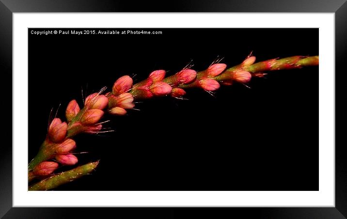 Wild Flower in Pink on Black Framed Mounted Print by Paul Mays