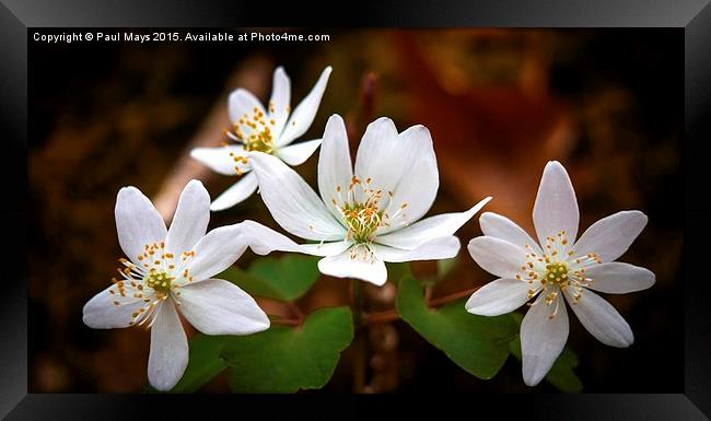  The White Blooms  Framed Print by Paul Mays