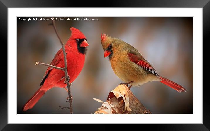  Male & Female Northern Cardinals Framed Mounted Print by Paul Mays