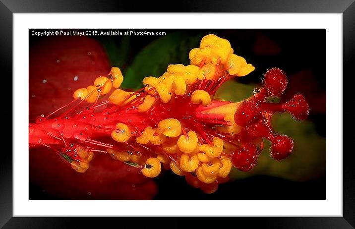  Hibiscus Framed Mounted Print by Paul Mays