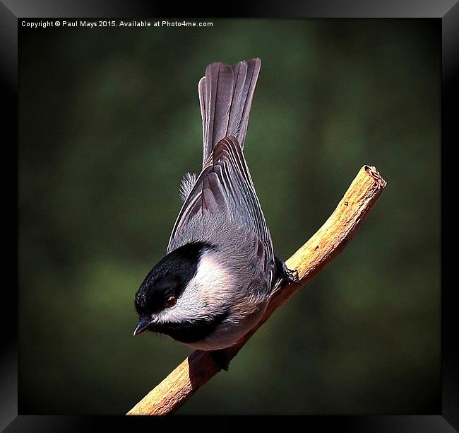 Black Capped Chickadee Framed Print by Paul Mays