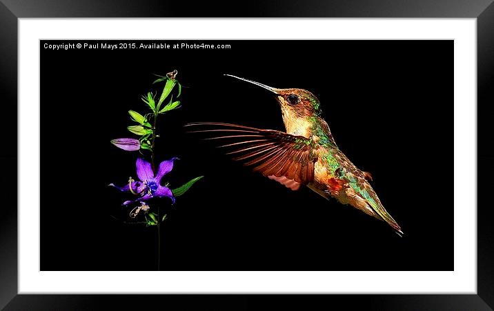  Humming Bird & Wild Flower on black  Framed Mounted Print by Paul Mays