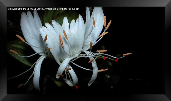  Honey Suckle in Bloom Framed Print by Paul Mays