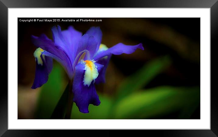  Wild Dwarf Iris  Framed Mounted Print by Paul Mays