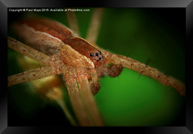  Spider Framed Print by Paul Mays