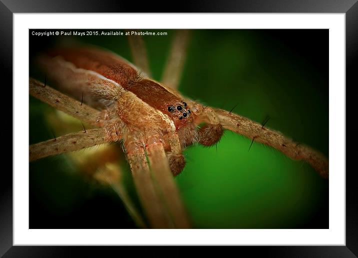  Spider Framed Mounted Print by Paul Mays