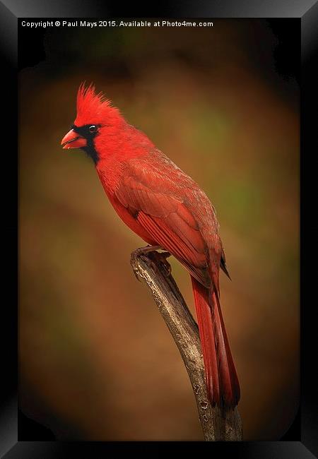 Male Northern Cardinal Framed Print by Paul Mays