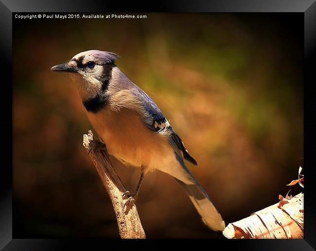  Blue Jay  Framed Print by Paul Mays