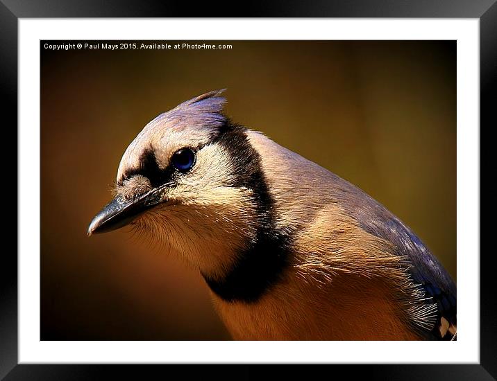  Blue Jay  Framed Mounted Print by Paul Mays