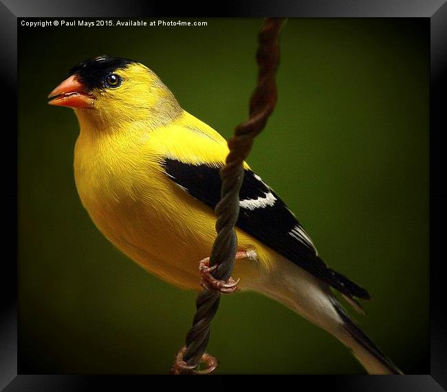  Male American Goldfinch Framed Print by Paul Mays