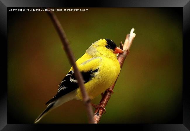 Male American Goldfinch Framed Print by Paul Mays