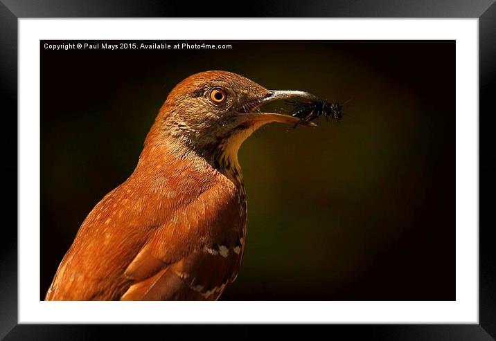  Brown Thrasher Framed Mounted Print by Paul Mays