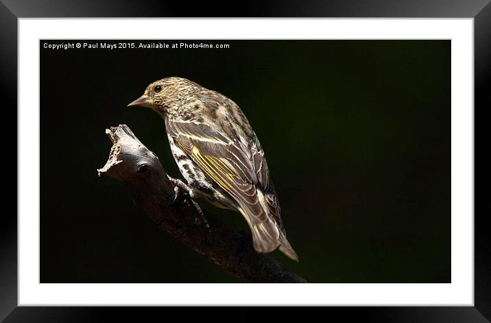  Pine Siskin Framed Mounted Print by Paul Mays