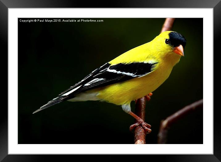  Male American Goldfinch in summer plumage Framed Mounted Print by Paul Mays