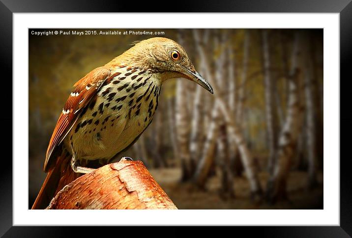 Brown Thrasher Framed Mounted Print by Paul Mays